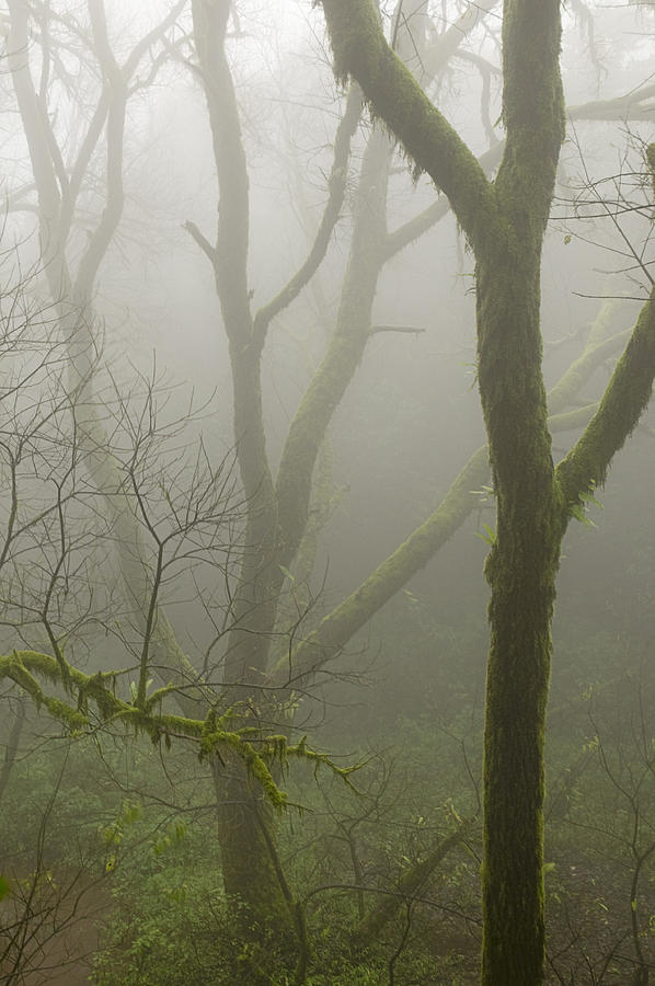 SKN 3727 Serene Mystery of Fog Photograph by Sunil Kapadia
