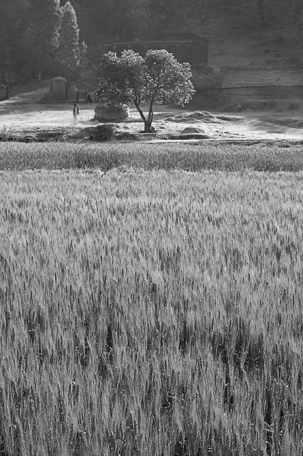 SKN 6456 Wheat Field B/W Photograph by Sunil Kapadia