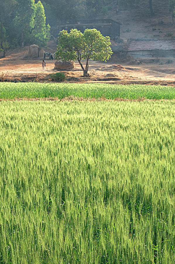 SKN 6456 Wheat Field Color. Photograph by Sunil Kapadia