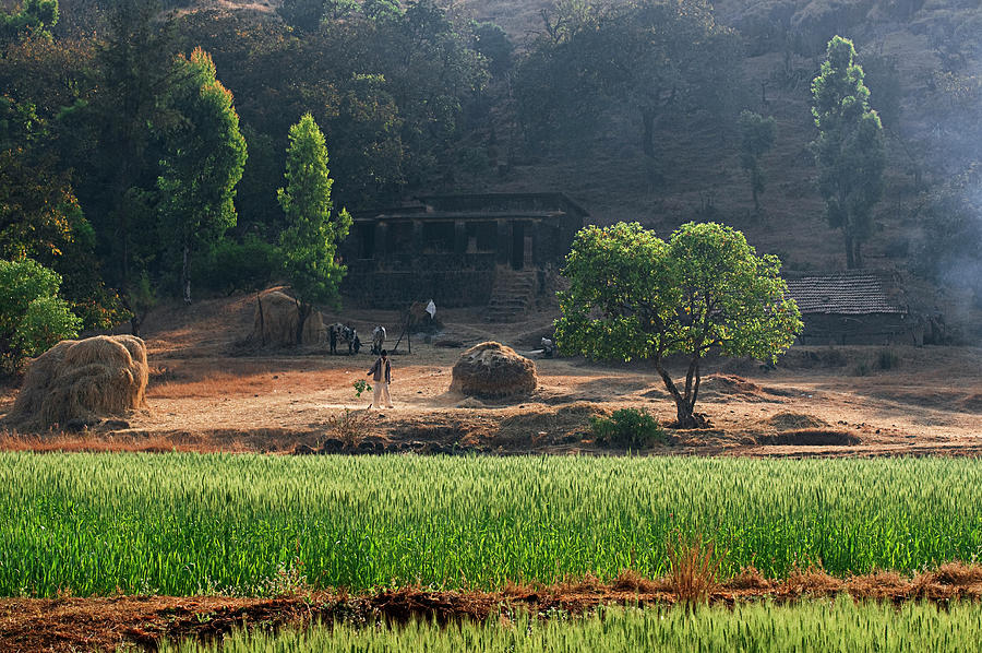 SKN 6457 Farmers Yield Color. Photograph by Sunil Kapadia