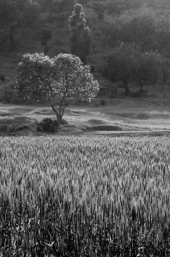 SKN 6458 Overlooking The Field B/W Photograph by Sunil Kapadia