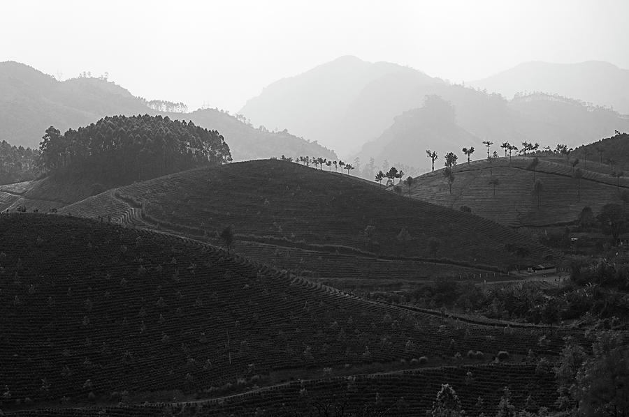 SKN 6539 Rolling Tea Mounds. B/W Photograph by Sunil Kapadia