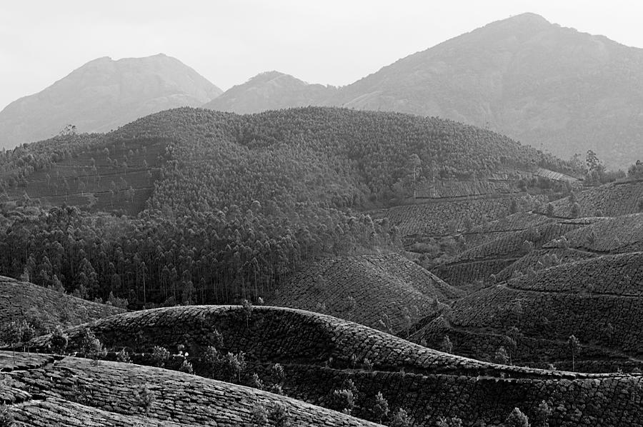 SKN 6560 Rhythm of Tea Mounds. B/W Photograph by Sunil Kapadia