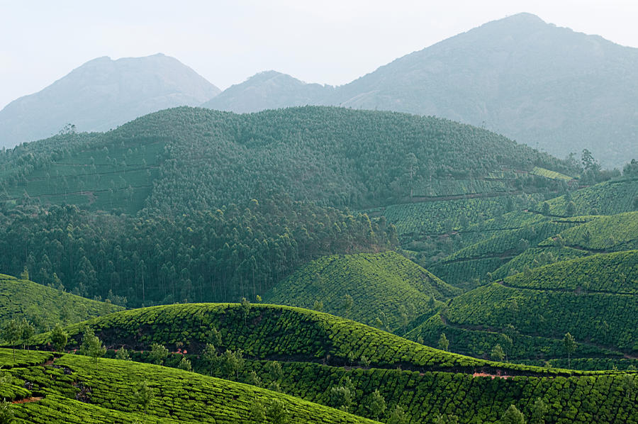 SKN 6560 Rhythm of Tea Mounds. Color Photograph by Sunil Kapadia