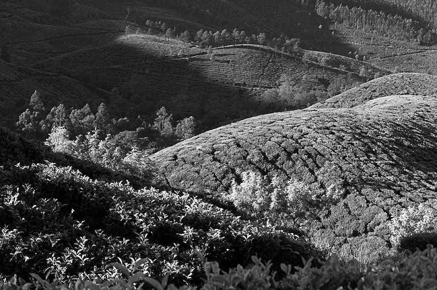 SKN 6745 Tea Mounds of Munnar. B/W Photograph by Sunil Kapadia