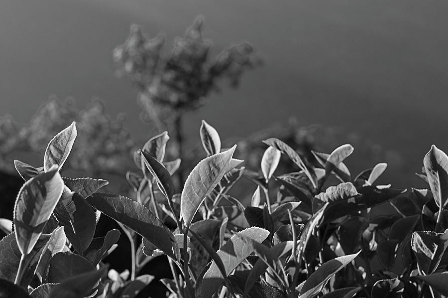 SKN 6746 Morning Tea Cup Leaves. B/W Photograph by Sunil Kapadia