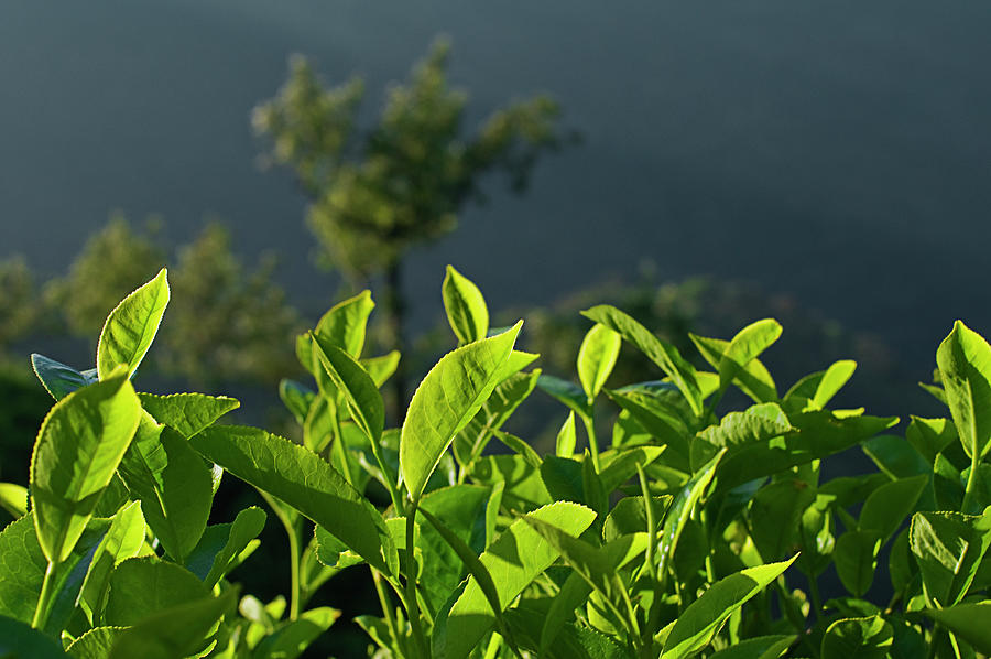 SKN 6746 Morning Tea Cup Leaves. Color Photograph by Sunil Kapadia