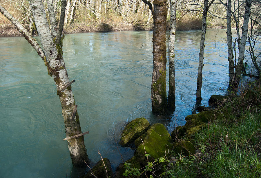 Skokomish River - Swollen River 2 Photograph by Jani Freimann