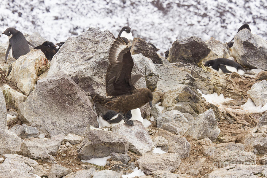 Skua attacking adelie penguin rookery Photograph by Karen Foley