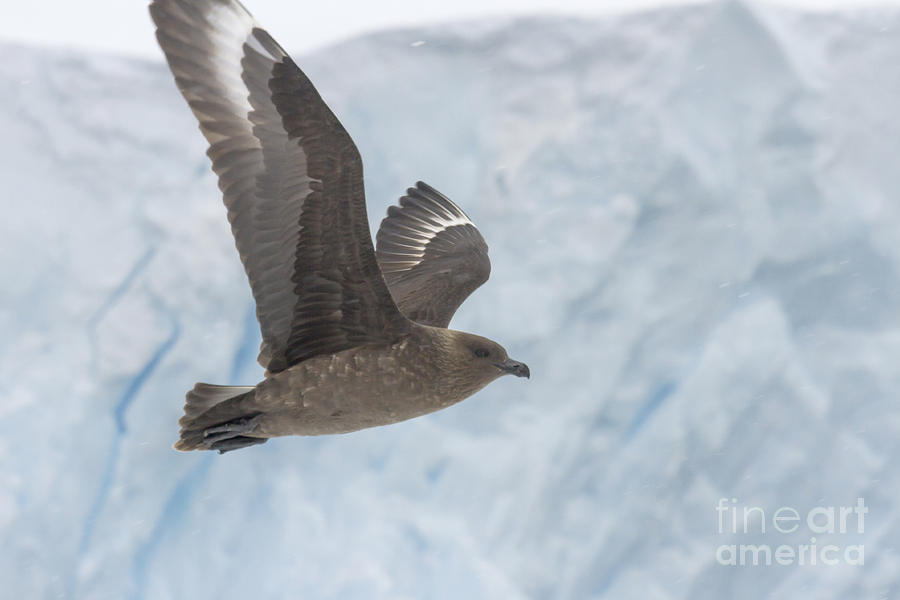 Skua in flight against glacier  Photograph by Karen Foley