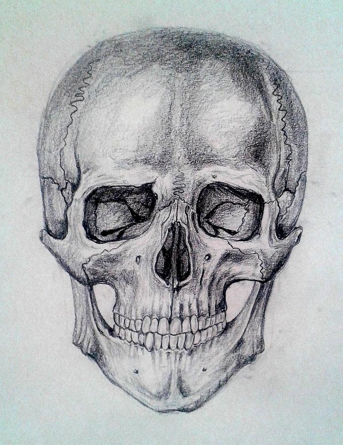 skull sketch skull sketch