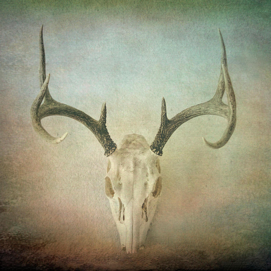 Skull And Antlers Textured Photograph Photograph by Ann Powell