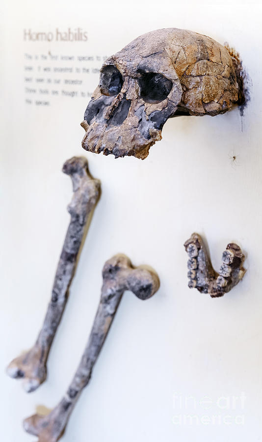 skull and bones