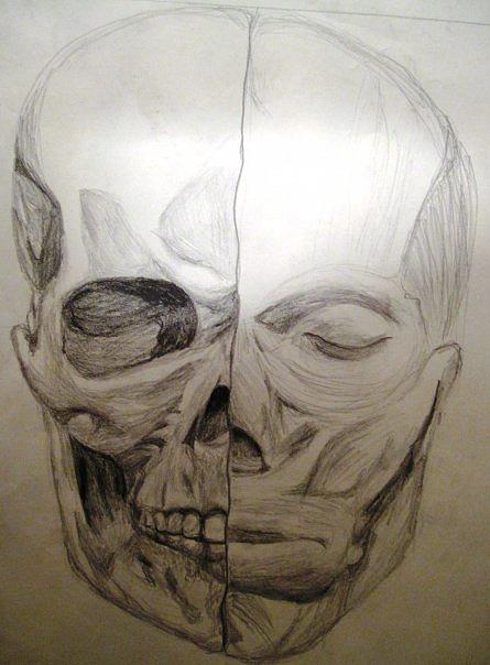 Skull Drawing - Skull and Flesh by Matthew  Becker