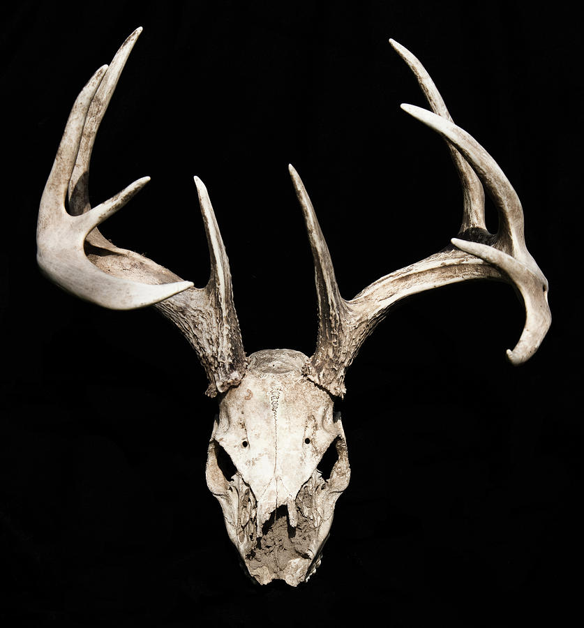 Skull and Rack Photograph by Michael Hall