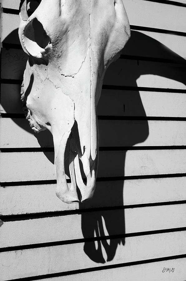 Skull and Shadow Photograph by David Gordon