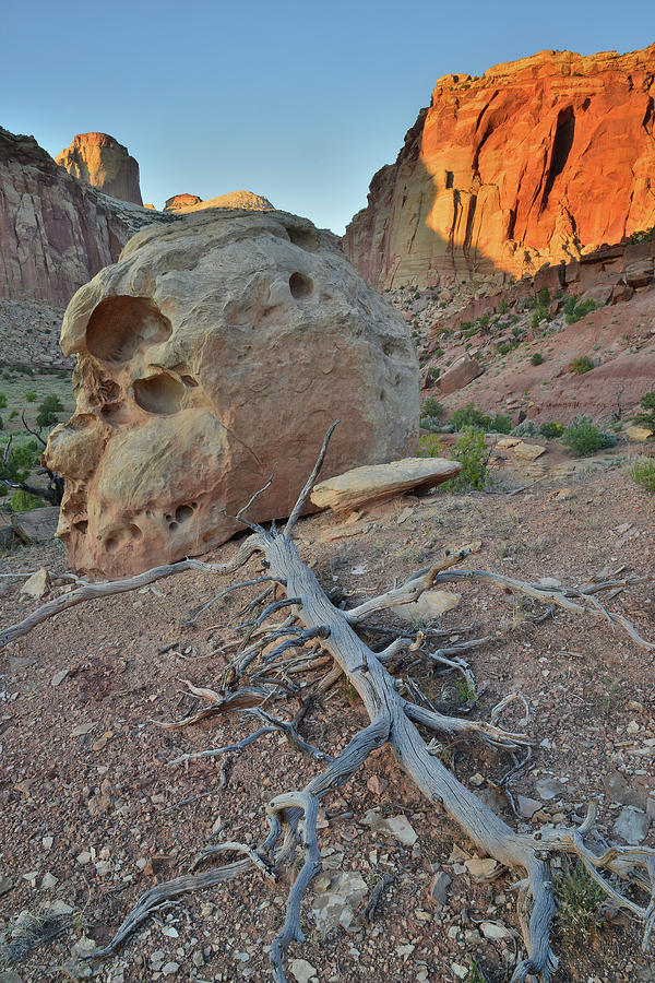 Capitol Reef National Park Photograph - Skull and Spinal Cord by Ray Mathis