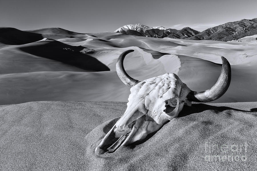 Great Sand Dunes National Park Photograph - Skull at the Great Sand Dunes bw by Jerry Fornarotto