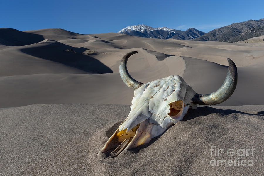 Skull at the Great Sand Dunes Photograph by Jerry Fornarotto