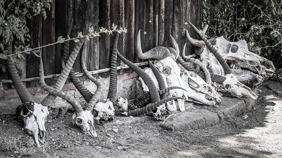 Skull Collection Photograph by Bryan Moore