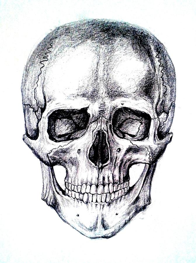Skull Drawing Drawing By Aleksandra Savova Fine Art America