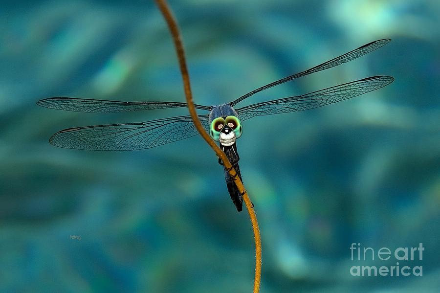 Skull Face the Dragonfly Photograph by Patrick Witz