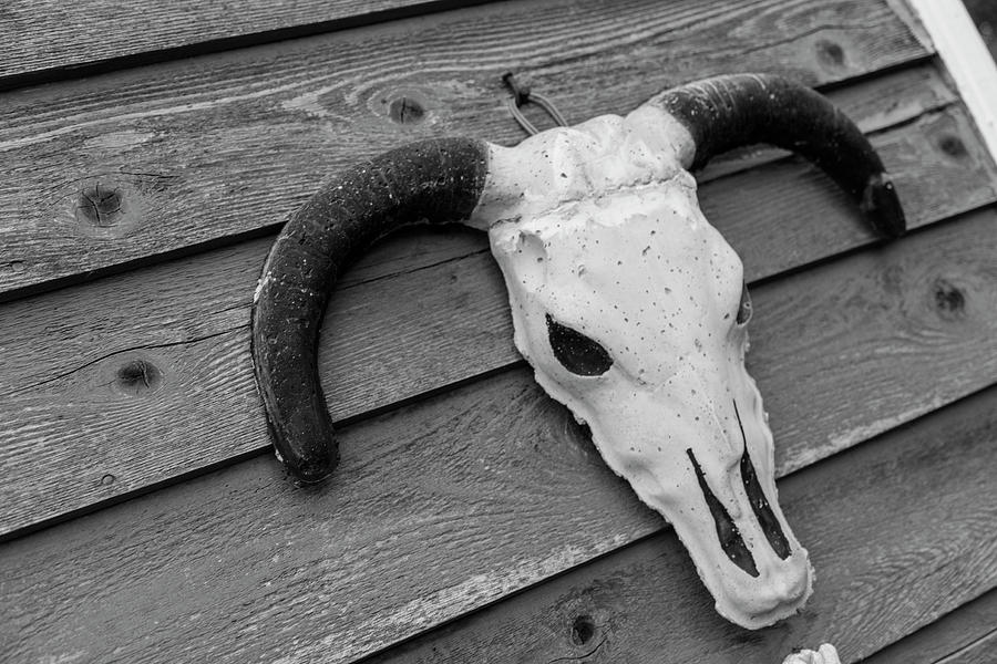 Skull in North Dakota  Photograph by John McGraw