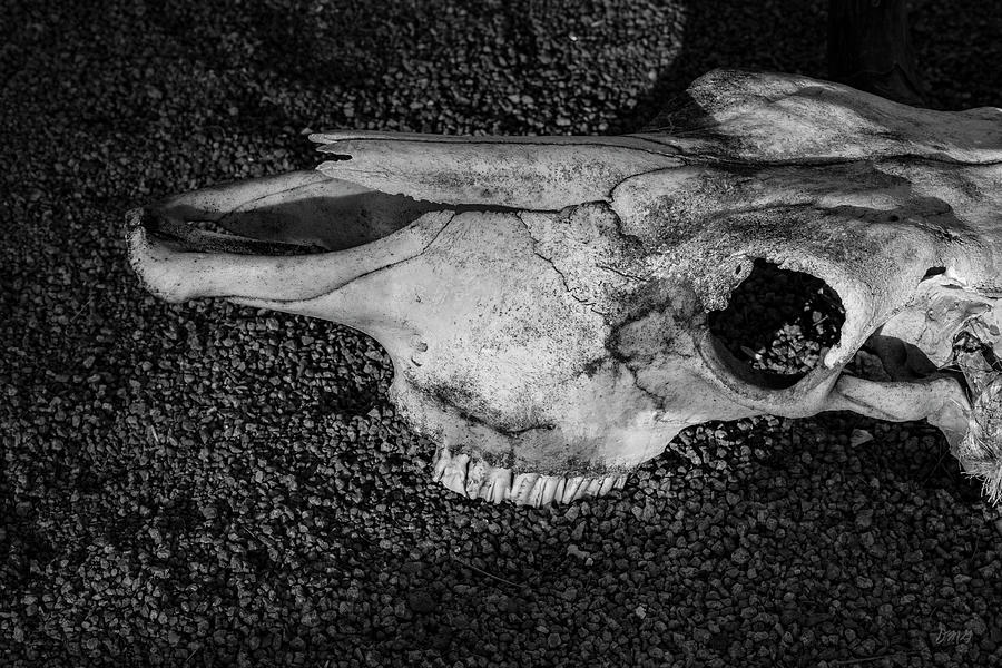 Black And White Photograph - Skull IV BW by David Gordon