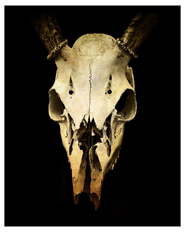Skull Photograph - Skull by J Durr Wise