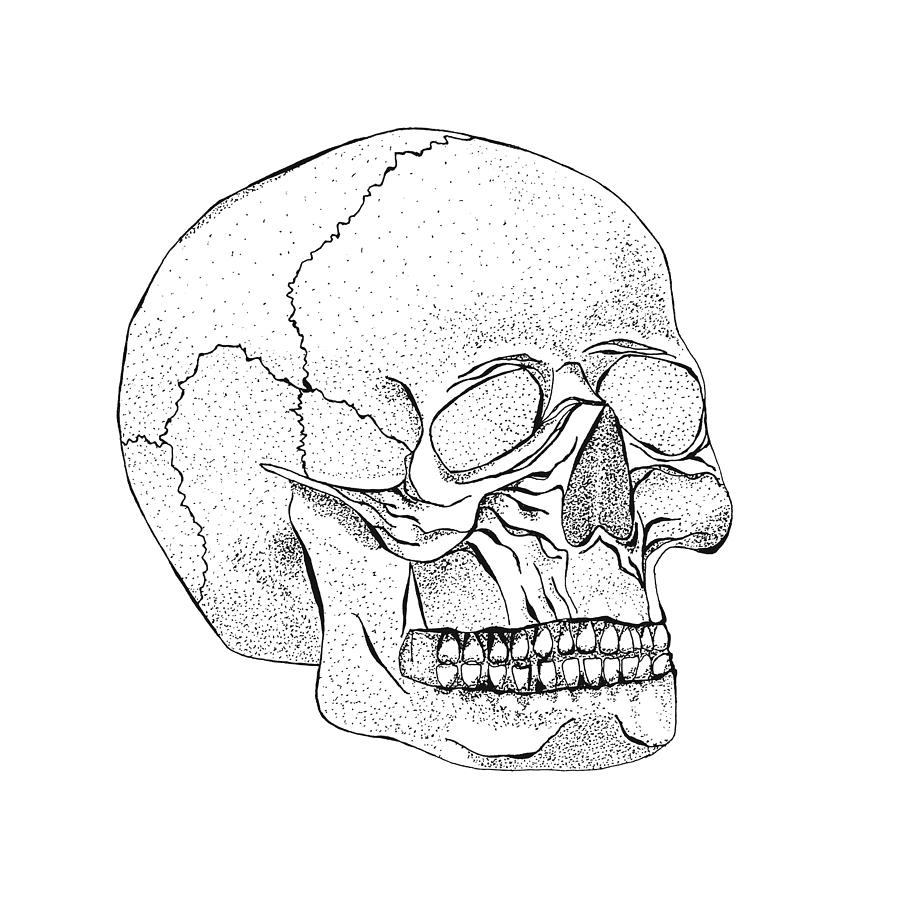 Череп человека рисунок