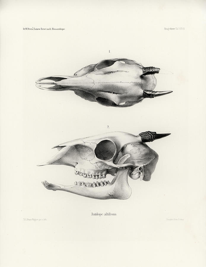Skull of a Bush Duiker, Sylvicapra grimmia Drawing by J D L Franz Wagner