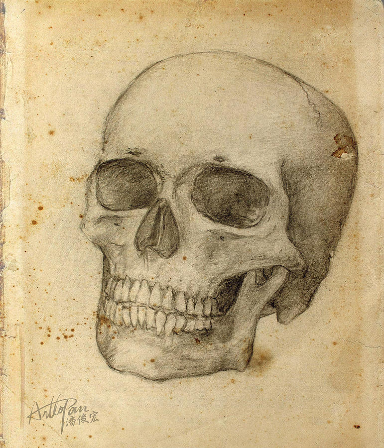 Skull of a skeleton-ArtToPan-realistic pencil sketch painting work Painting by Artto Pan