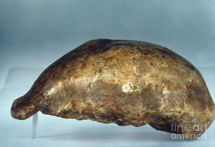 Skull Of Java Man Photograph by Granger