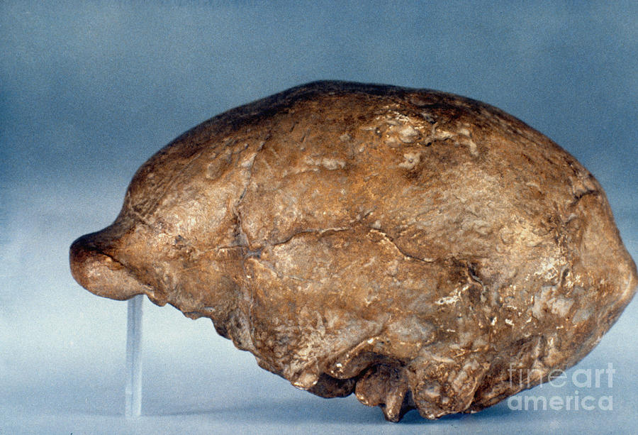 Skull Of Peking Man Photograph by Granger