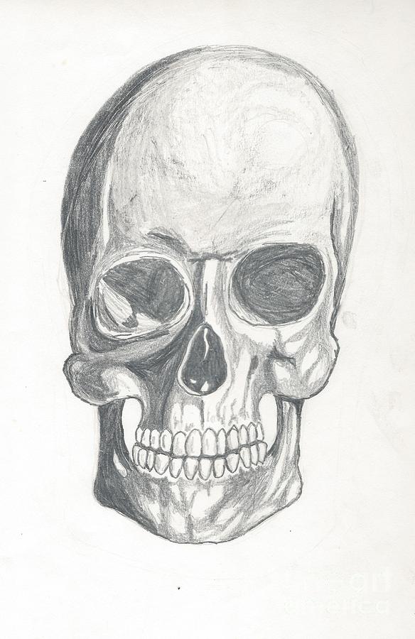 Skull Study 2 Drawing by Reed Novotny