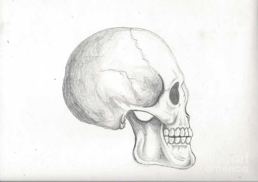 Skull Study Drawing by Reed Novotny