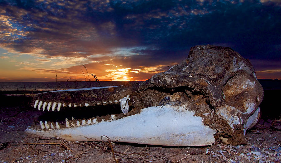 Skull Sunset Photograph by Britt Runyon