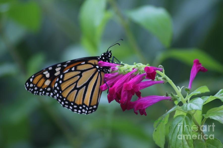 Monarch Visit Photograph by Dodie Ulery