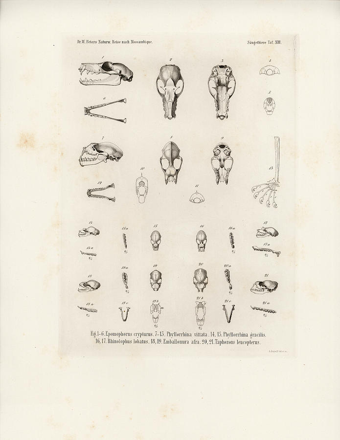 Skulls of Small African Mammals Drawing by A Andorff