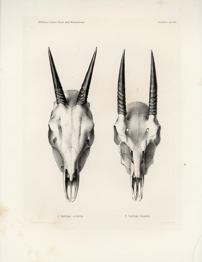 Skulls of the Common Duiker and Oribi Drawing by J D L Franz Wagner