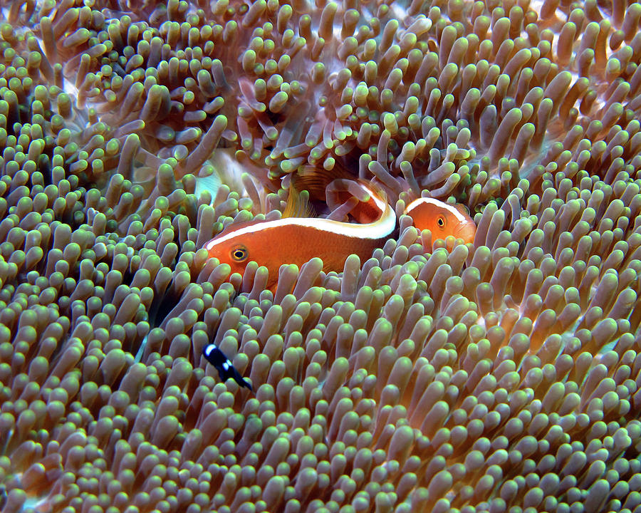 Skunk Anemonefish, Indonesia Photograph by Pauline Walsh Jacobson