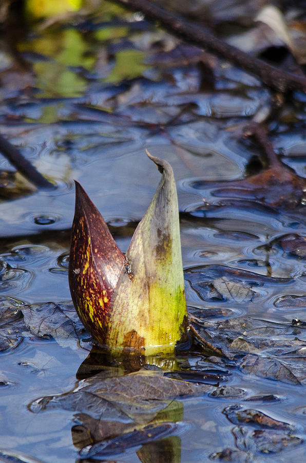 Skunk Cabbage 1 Photograph by Deborah Ritch