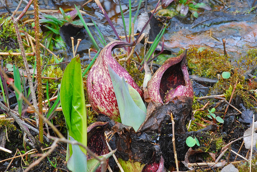 Skunk Cabbage 2801 Photograph by Michael Peychich