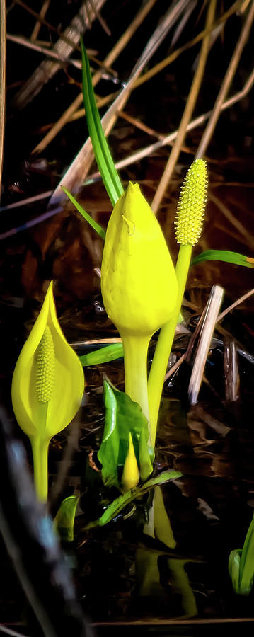 Skunk Cabbage Photograph by Albert Seger