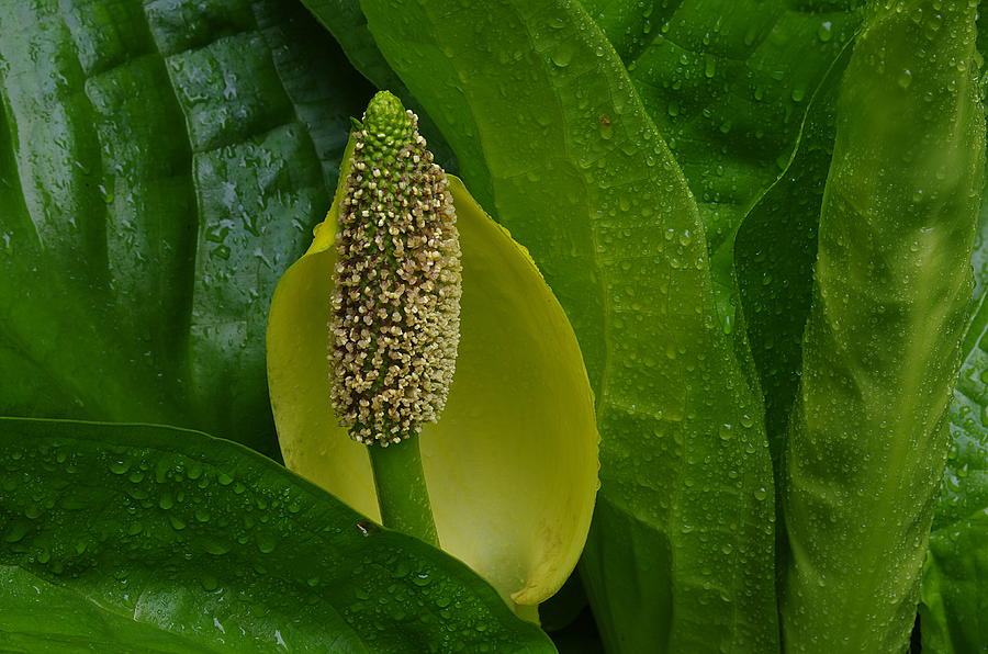 Skunk Cabbage Blossom by Ken Dietz Skunk Cabbage Blossom by Ken Dietz