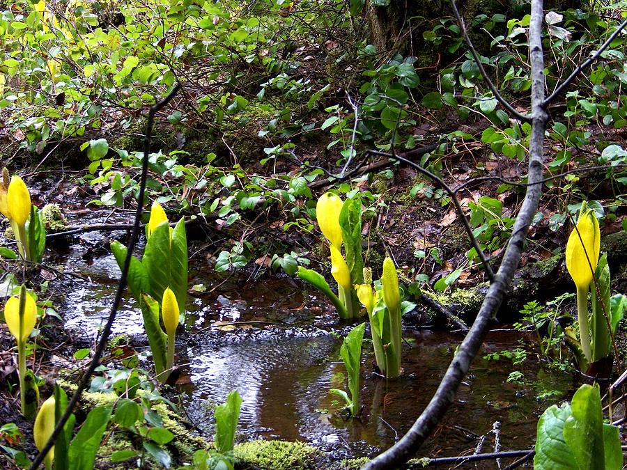 Skunk Cabbage Photograph by Charles Robinson