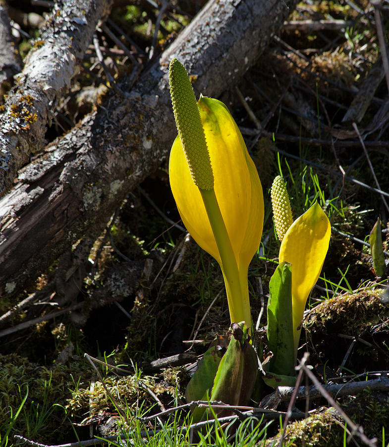 Skunk Cabbage Photograph by Fran Riley Fine Art America picture