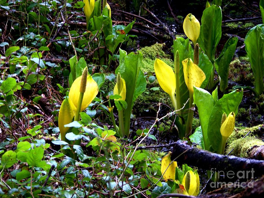 Skunk Cabbage Two Photograph by Charles Robinson
