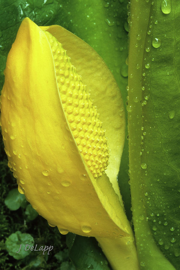 Skunk Cabbage V1 Photograph by Janet DeLapp