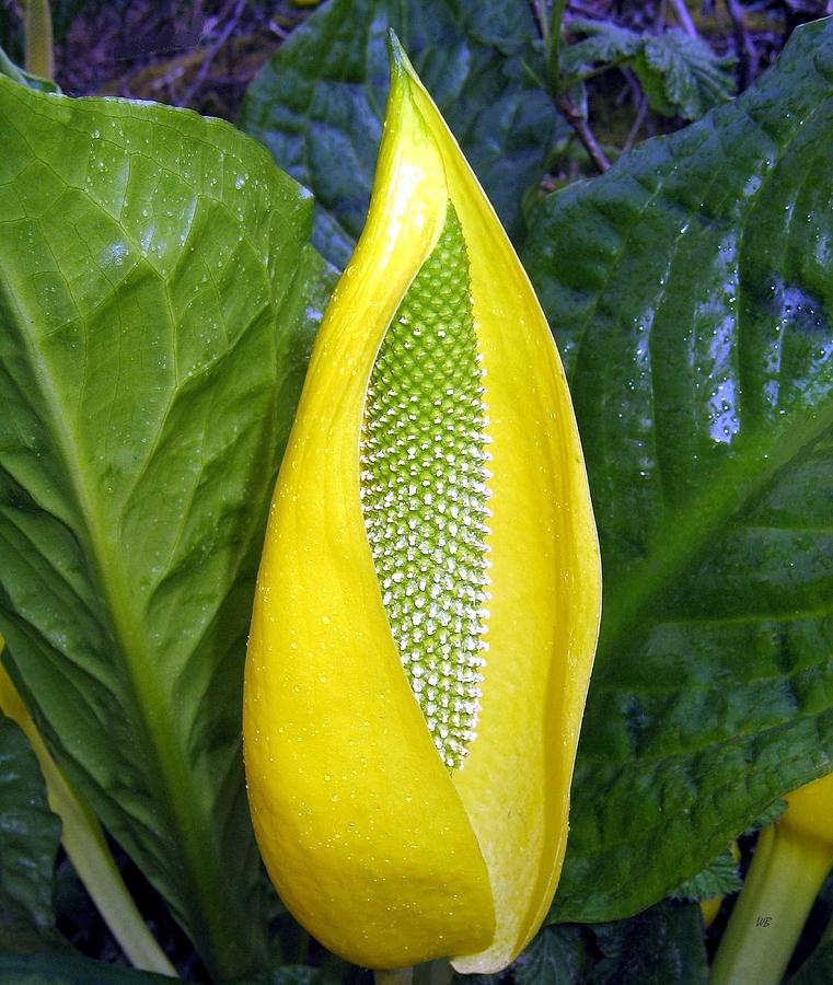 Skunk Cabbage Photograph by Will Borden